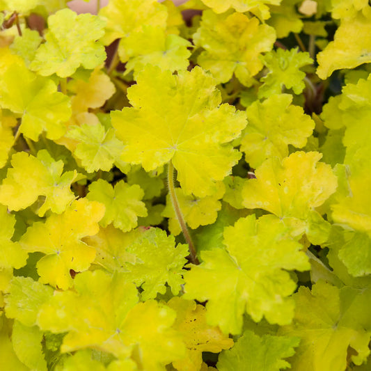 Heuchère Citronelle ® - Bakker