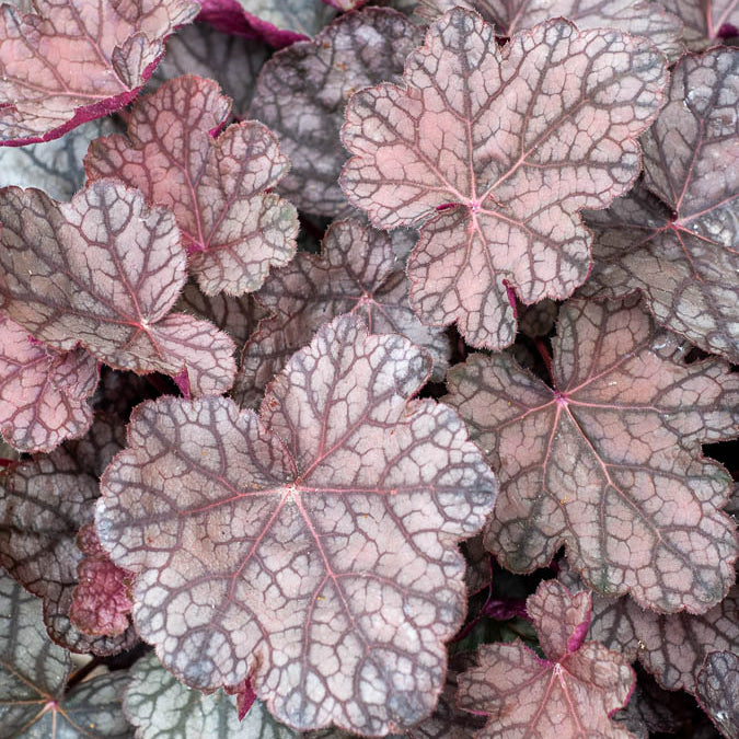 Heuchère Cascade Dawn - Heuchera cascade dawn - Bakker
