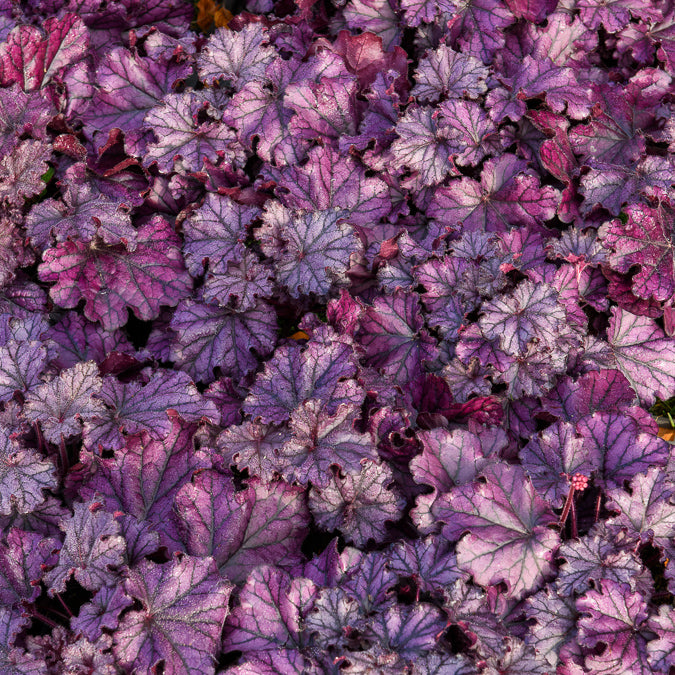 Heuchera Forever Purple - Heuchère Forever Purple - Heuchère