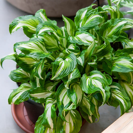Hosta à feuilles ondulées Mediovariegata - Bakker