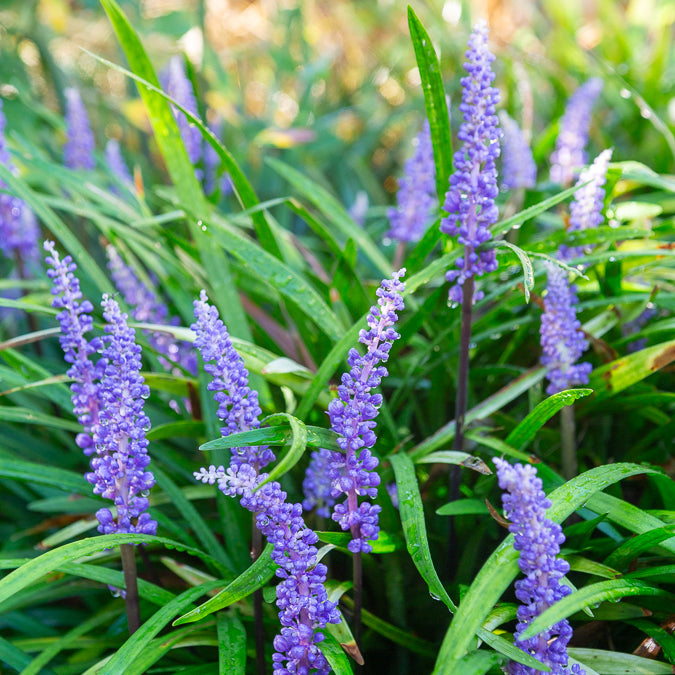 Liriope muscari - Liriope muscari - Bakker