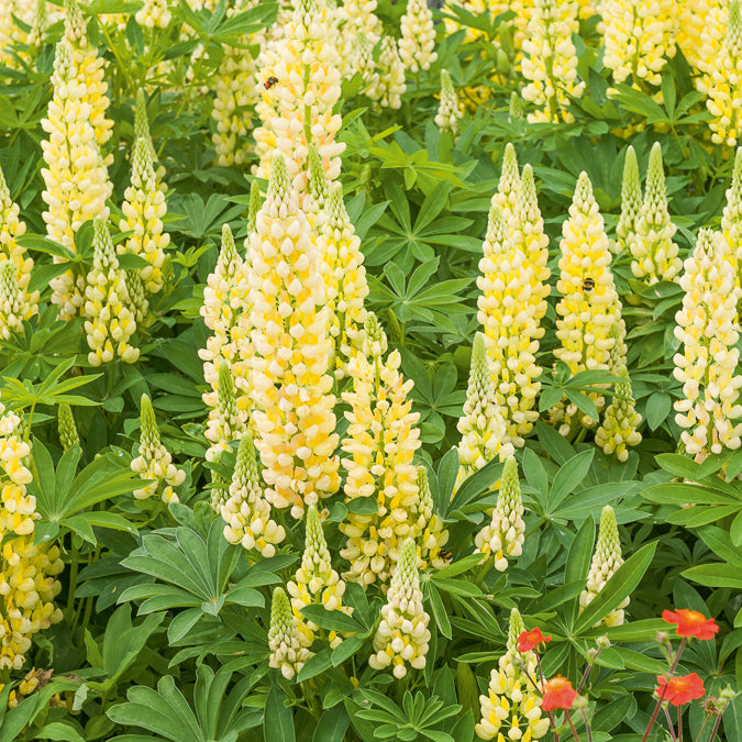 Lupin Gallery Yellow - Lupinus Gallery Yellow - Bakker
