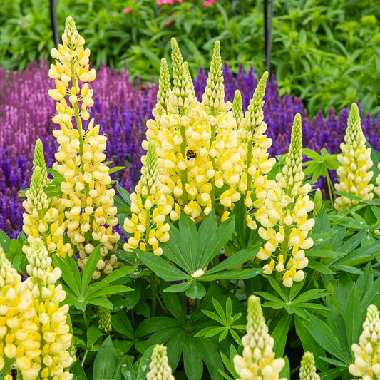 Lupin Gallery Yellow - Bakker
