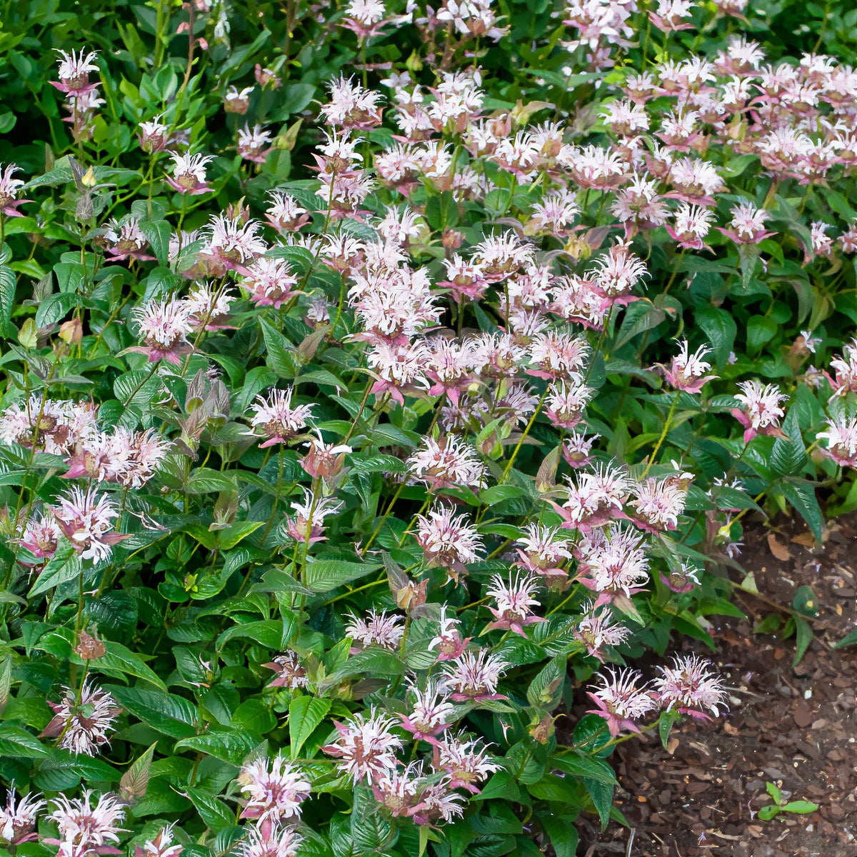 Monarde - Monarde bradburiana Bergamote sauvage - Monarda bradburiana