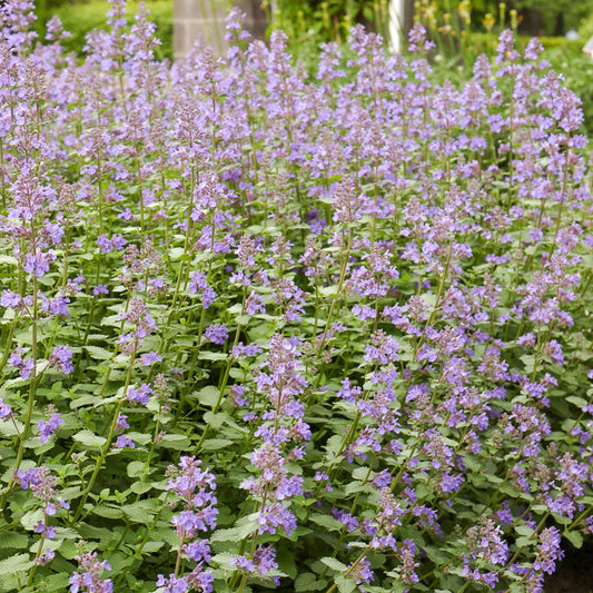 Nepeta Dropmore - Bakker