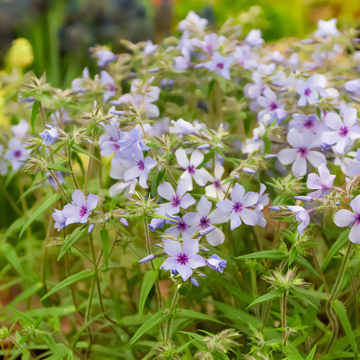 Vente Phlox divaricata Chattahoochee - Phlox divaricata chattahoochee