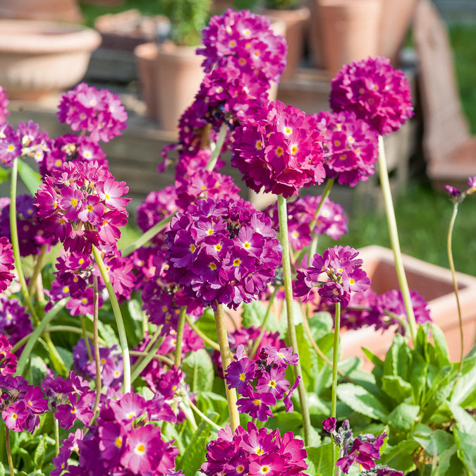 Primevère dentelée Rubin - Primula denticulata Rubin - Bakker