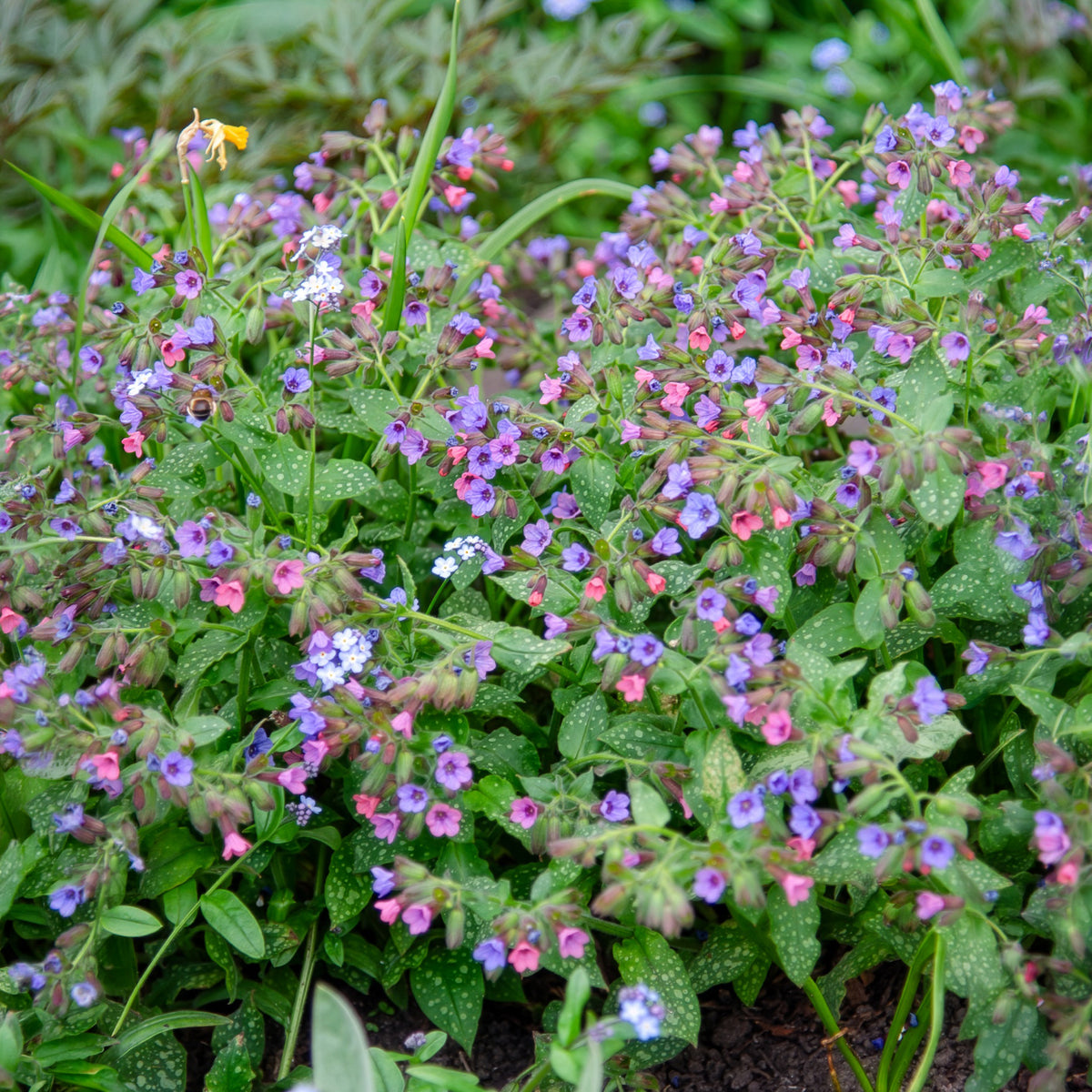 Pulmonaire officinale - Pulmonaria officinalis - Bakker