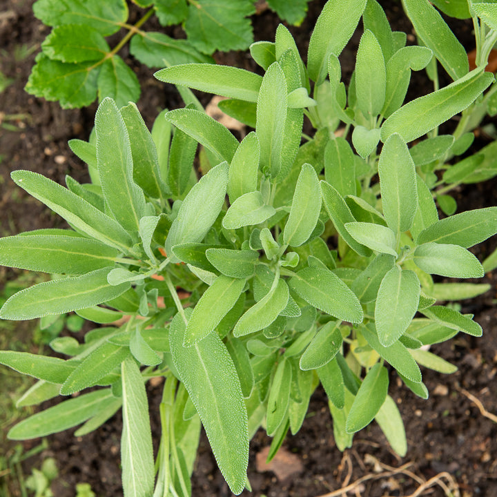 Sauge à feuilles de lavande - Salvia lavandulifolia - Bakker