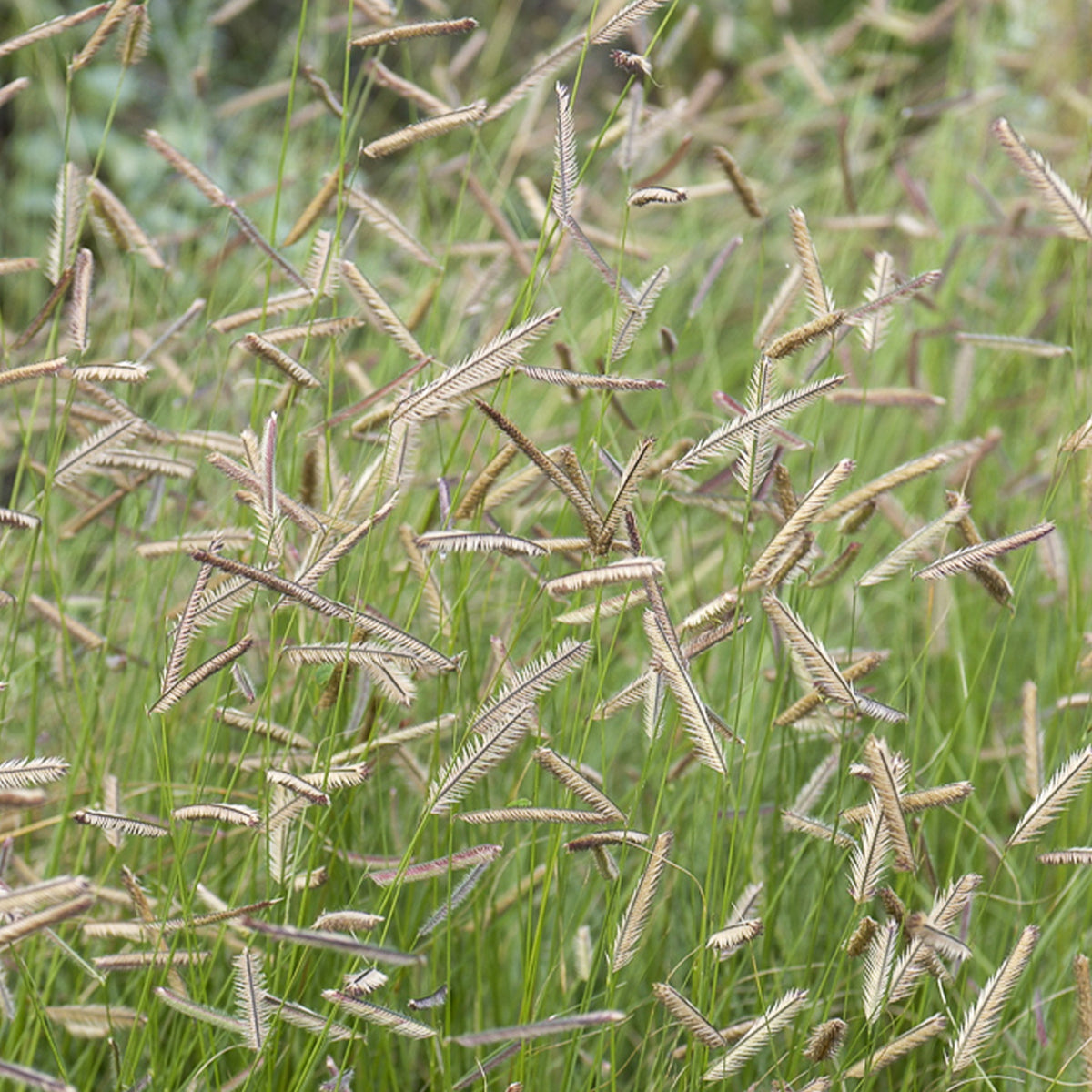 Boutelou gracieux - Bouteloua gracilis - Bakker