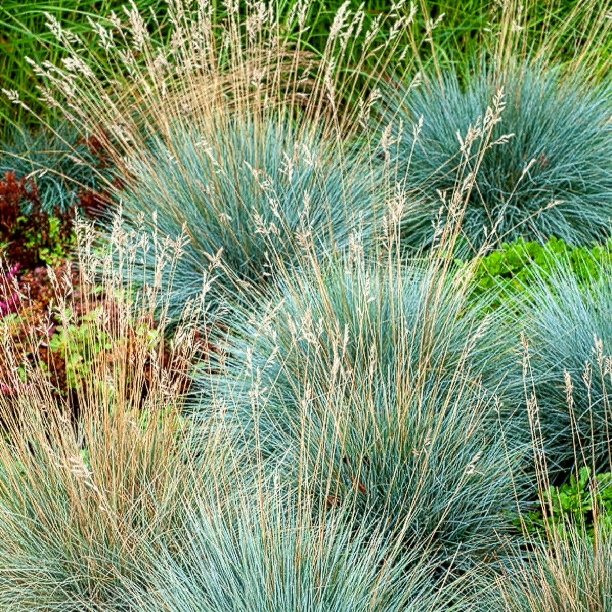Graminées - 3 graminées pour sol sec - Pennisetum alopecuroides,Stipa tenuissima ,Festuca glauca