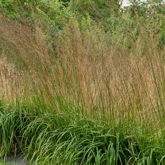 Molinie élevée Karl Foester - Bakker