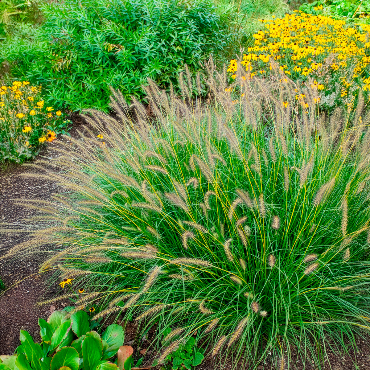 Pennisetum alopecuroides gelbstiel - Herbe aux écouvillons Gelbstiel - Pennisetum - Pennisetum
