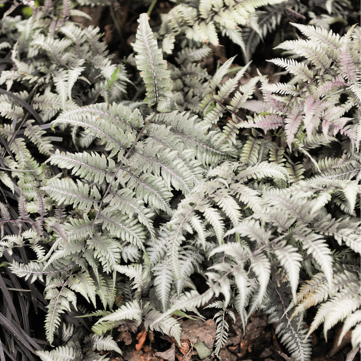 Fougère peinte Burgundy Lace - Athyrium niponicum burgundy lace - Bakker