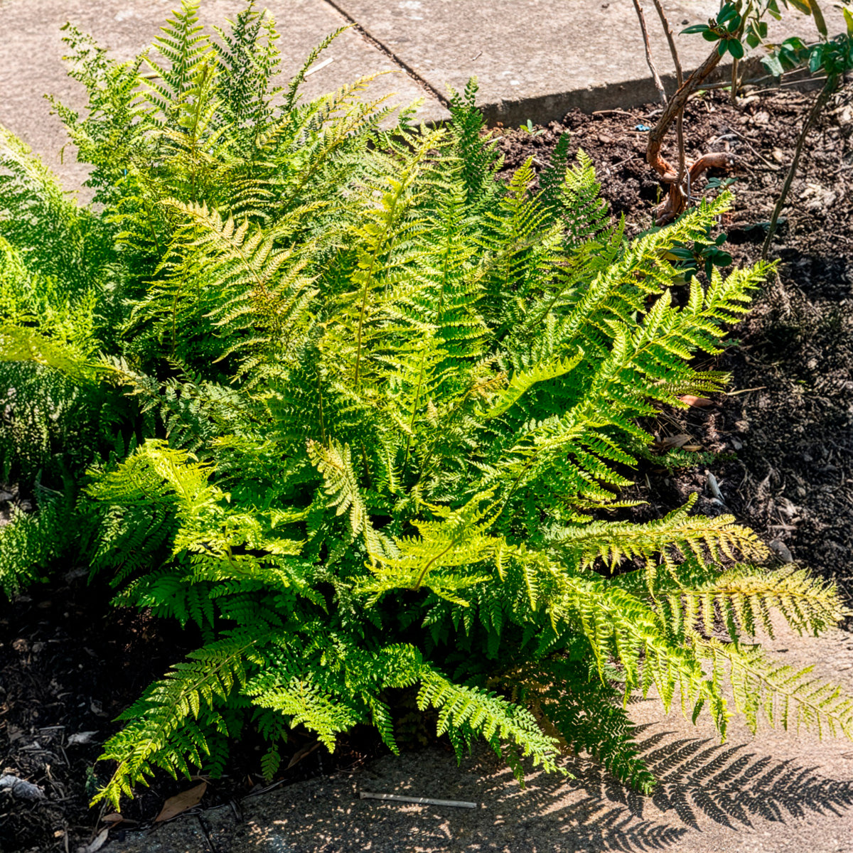 Aspidie à cils raides - Fougère - Polystichum setiferum - Bakker