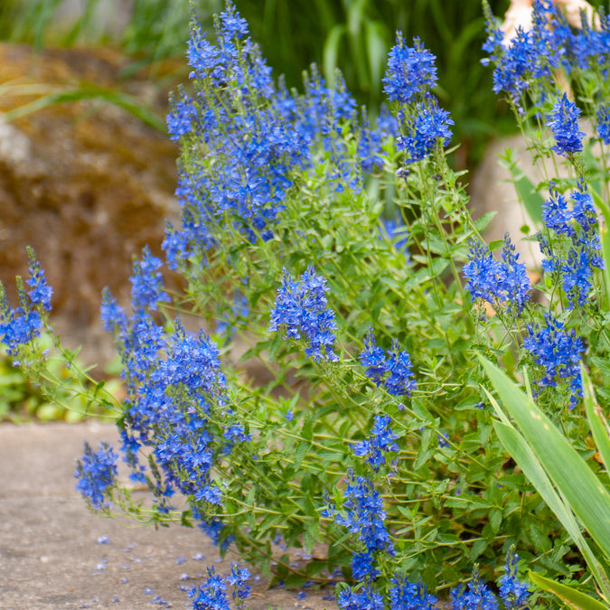 Véronique d'Autriche Royal Blue - Bakker