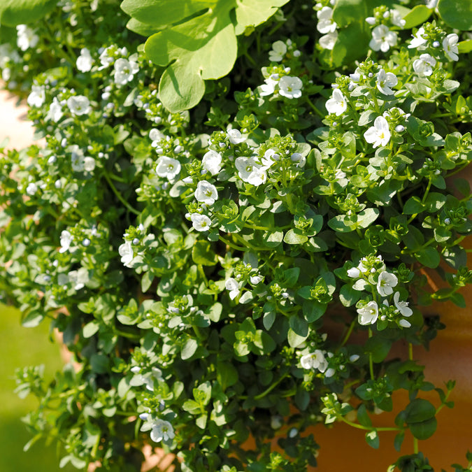 Véronique rampante - Veronica repens - Bakker