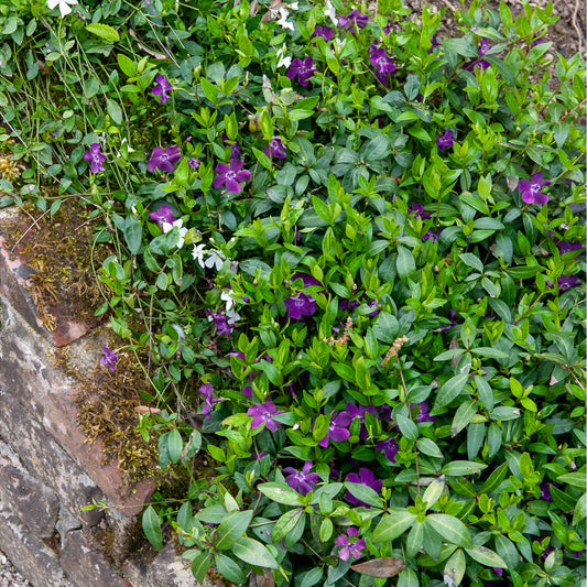 Petite pervenche Atropurpurea - Bakker