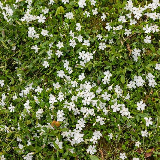 Petite pervenche Gertrude Jekyll - Bakker