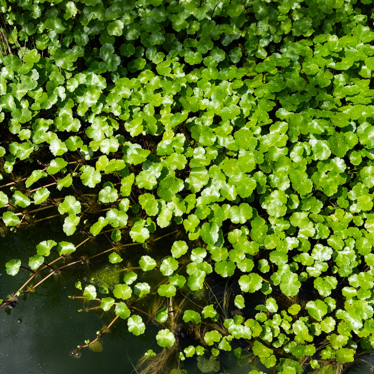 Ecuelle d'eau Herbe aux patagons - Bakker