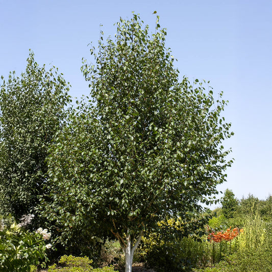 Bouleau de l'Himalaya - Bakker