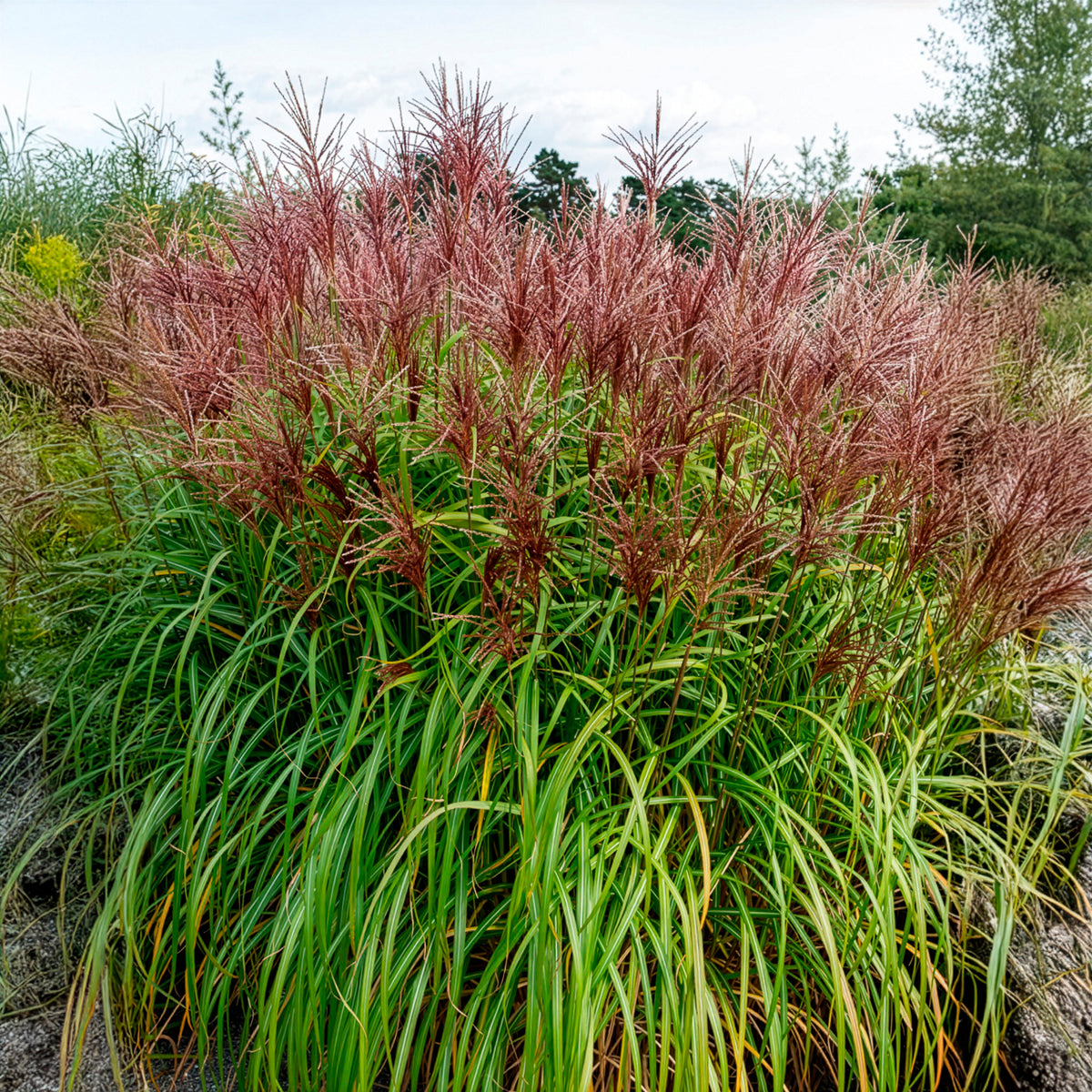 Eulalie - Miscanthus - Eulalie Malepartus - Miscanthus sinensis malepartus