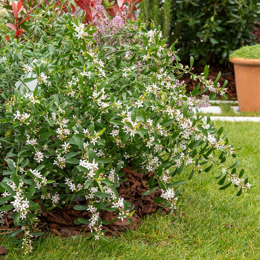 Fleur de cire à longues feuilles - Bakker