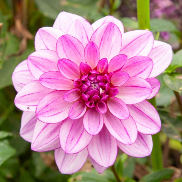 Vente 5 Grands Dahlias en mélange - Dahlia 'Diva', 'Clair Obscure', 'Mistery Day', 'Seduction', 'Luka Johanna'