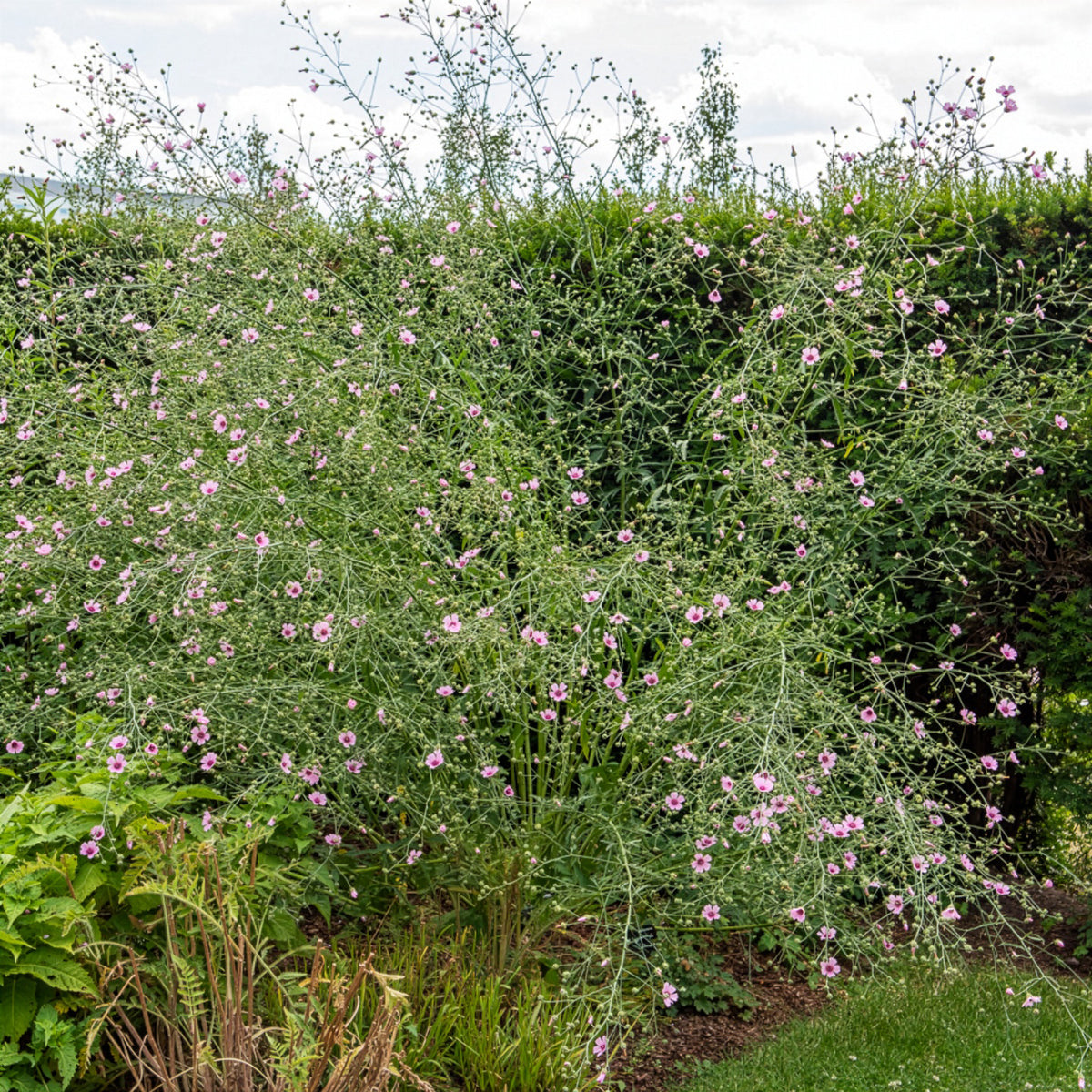 Guimauve à feuilles de chanvre - Althaea cannabina - Bakker