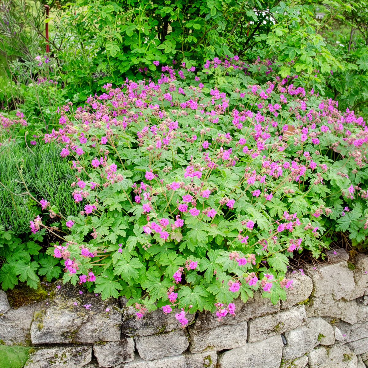 Vente Géranium vivace macrorrhizum - Geranium macrorrhizum