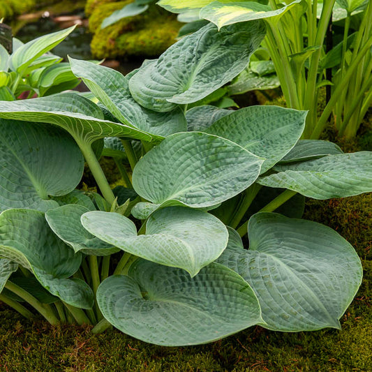 Hosta Big Daddy - Bakker