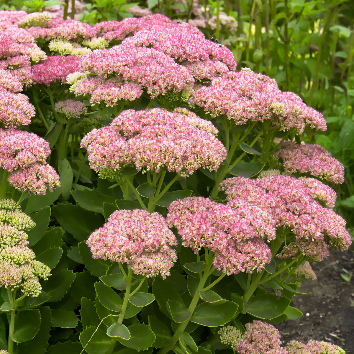 Sedum herbstfreude - Sedum Herbstfreude - Autumn Joy - Sedum - Orpin