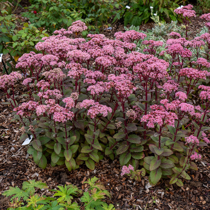 Vente Sedum Matrona - Sedum matrona