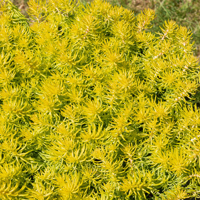 Plantes vivaces - Sedum des rochers Angelina - Sedum reflexum Angelina