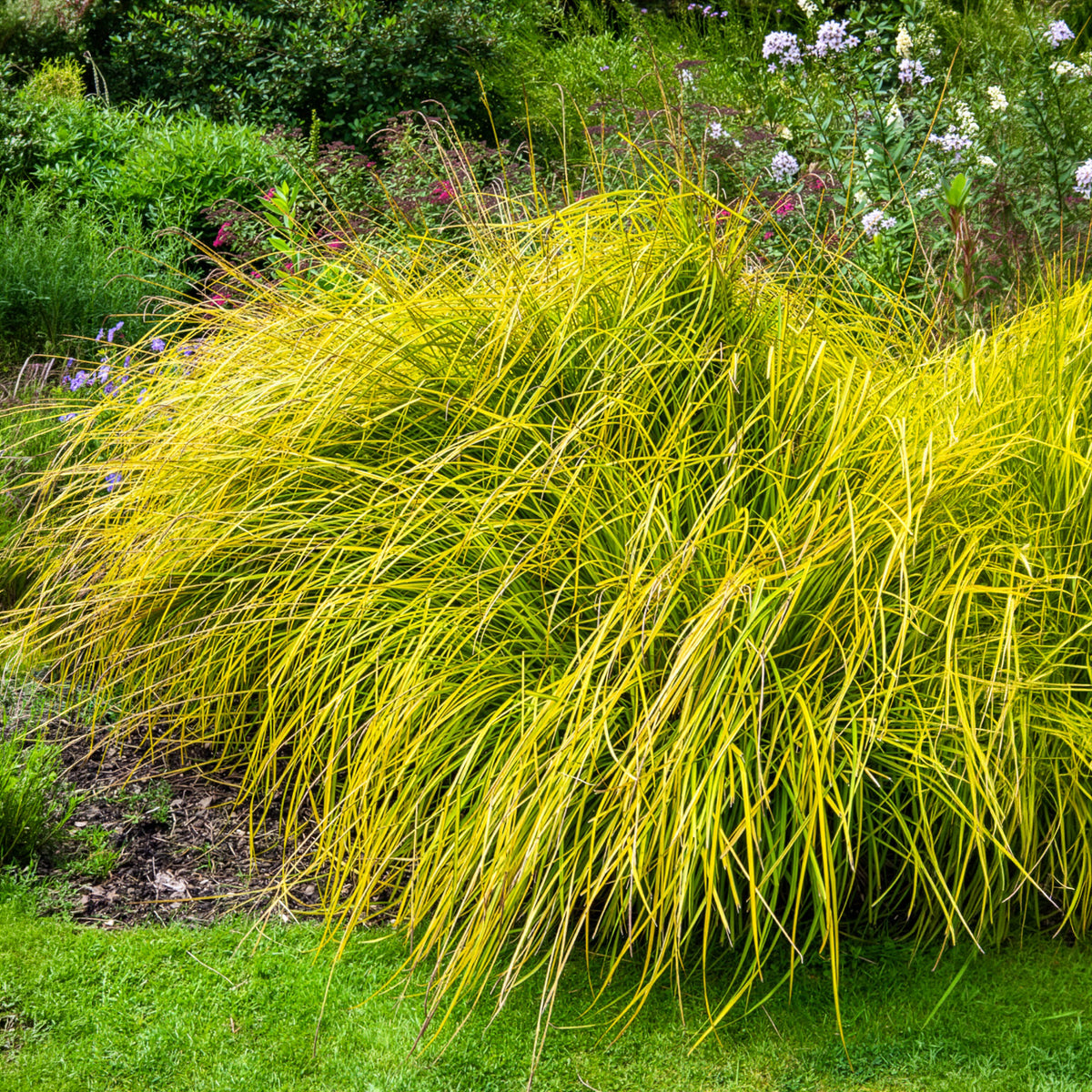 Carex - Laîche dorée - Carex Aurea - Carex elata aurea