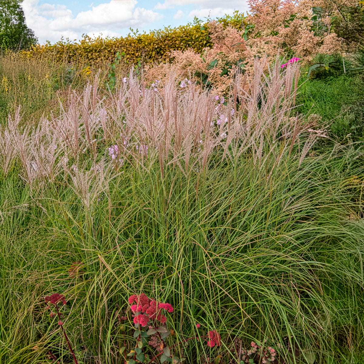 Miscanthus sinensis kleine silberspinne - Eulalie Kleine Silberspinne - Eulalie - Miscanthus