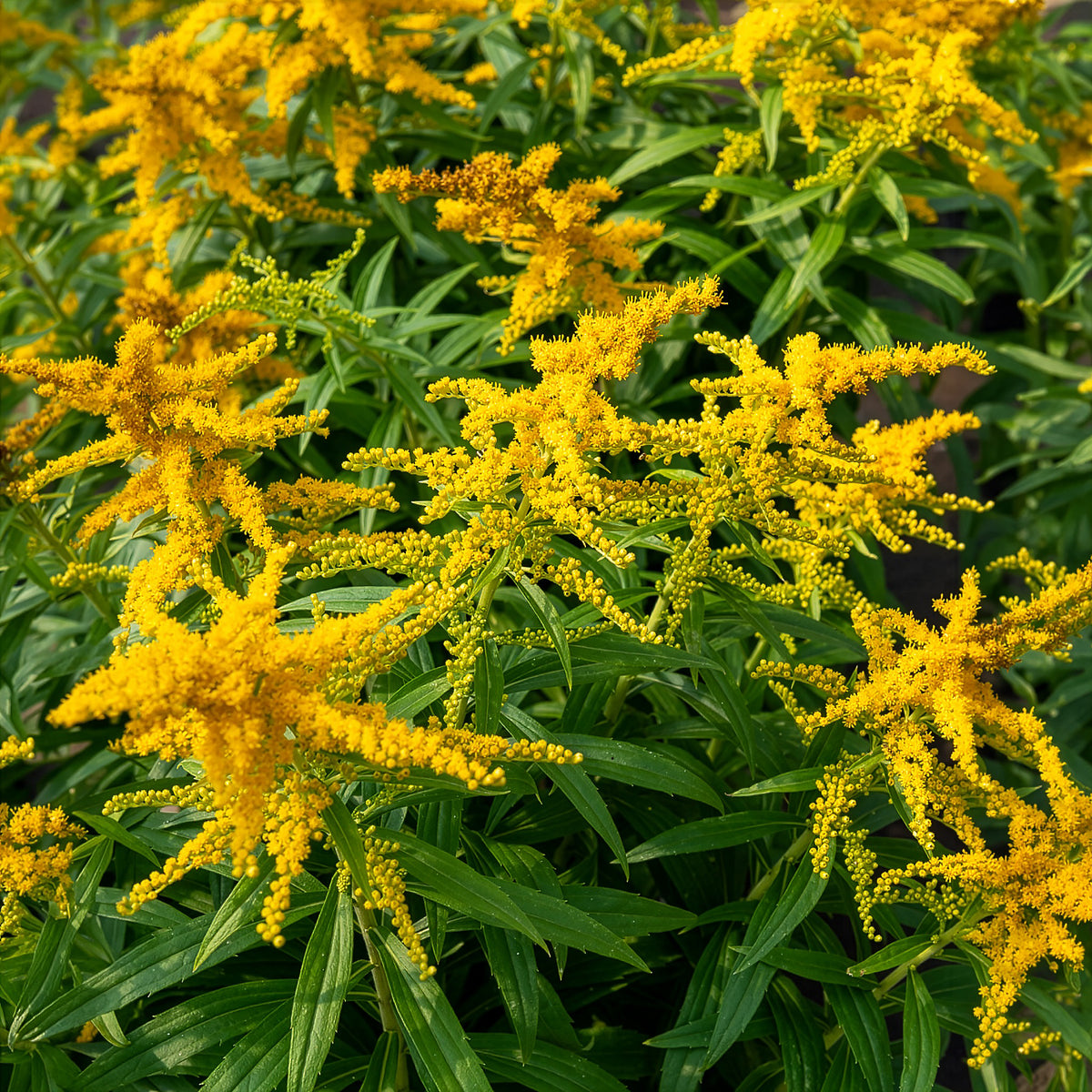 Solidago Golden Dwarf - Solidago Golden Dwarf - Solidago - Verge d'or