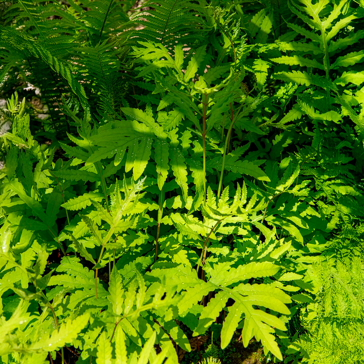 Onoclea - Fougère - Onoclea sensibilis - Bakker