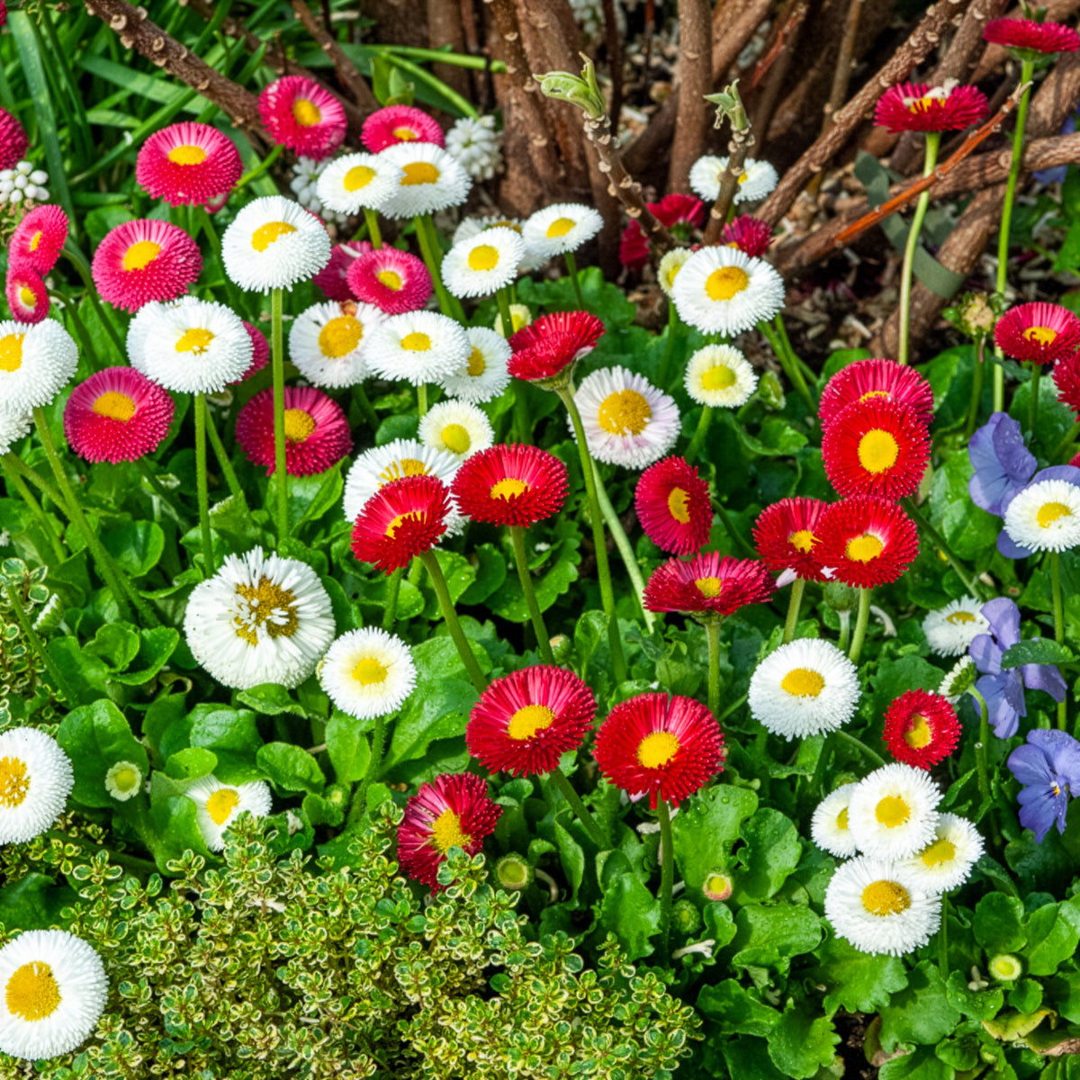 Bellis perennis - 2 Pâquerettes en mélange - Plantes vivaces