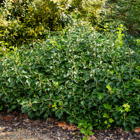 Hedera helix Arborescens - Lierre arbustif - Bakker