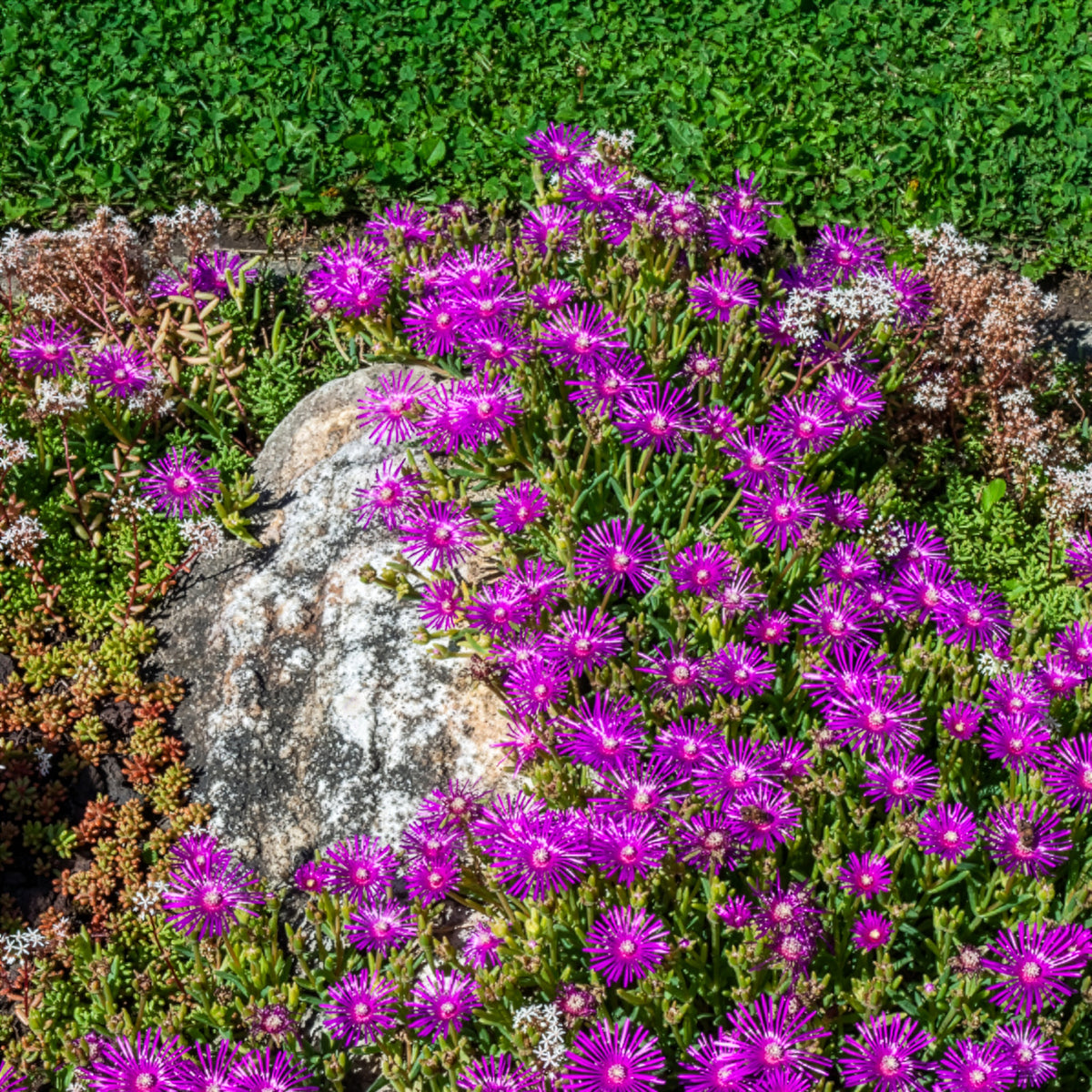 Vente Delosperma de Cooper - Delosperma cooperi