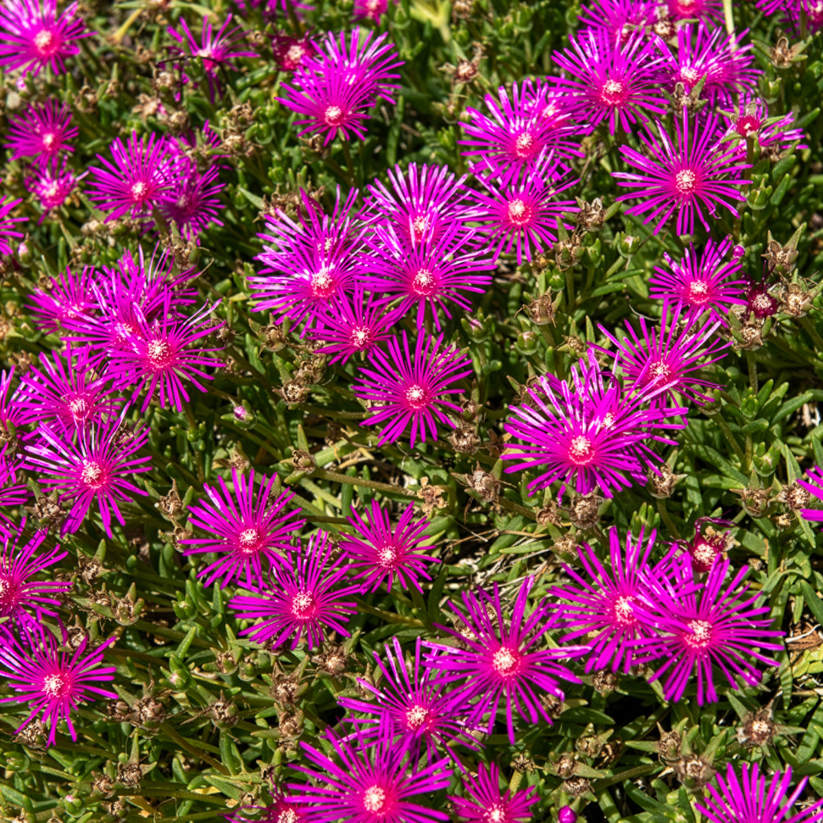 Delosperma de Cooper - Delosperma cooperi - Bakker