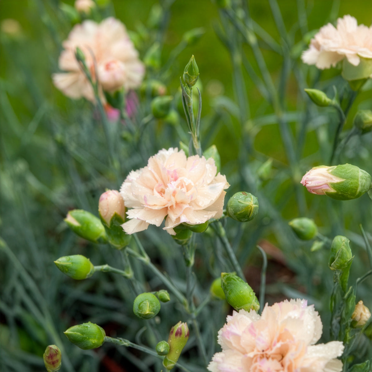 Dianthus plumarius Devon Cream - Œillet mignardise Devon Cream - Œillet - Dianthus