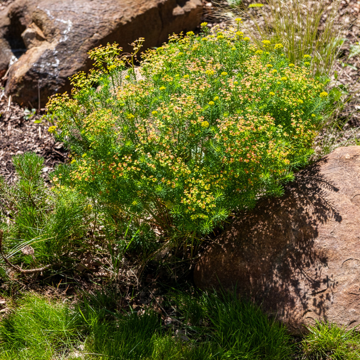 Euphorbe - Euphorbe petit-cyprès - Euphorbia cyparissias