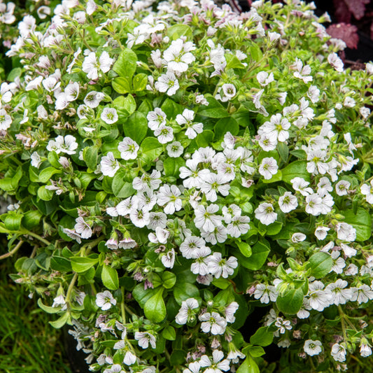 Gypsophile en coussin - Gypsophila cerastioides - Bakker