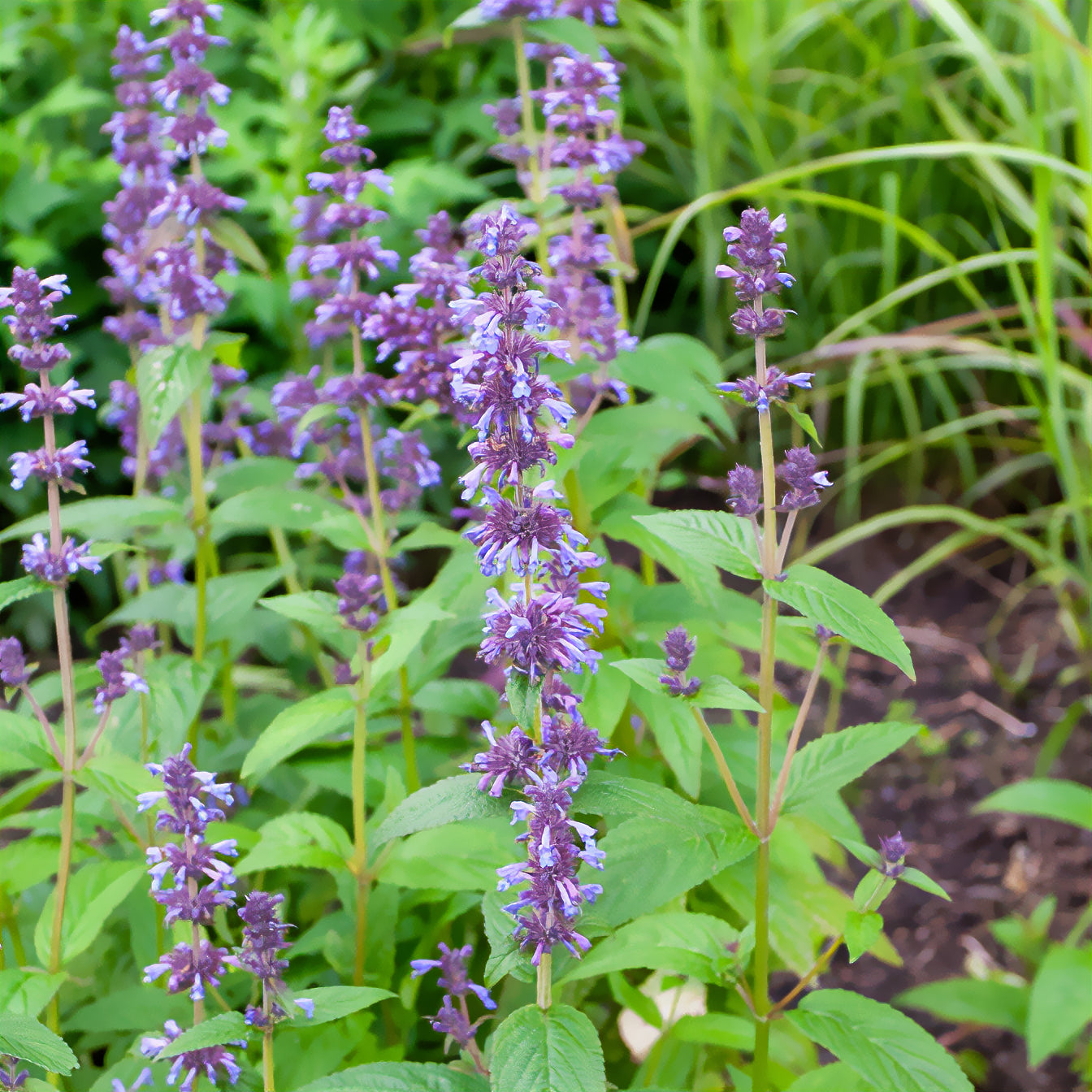 Nepeta kubanica - Nepeta kubanica - Nepeta