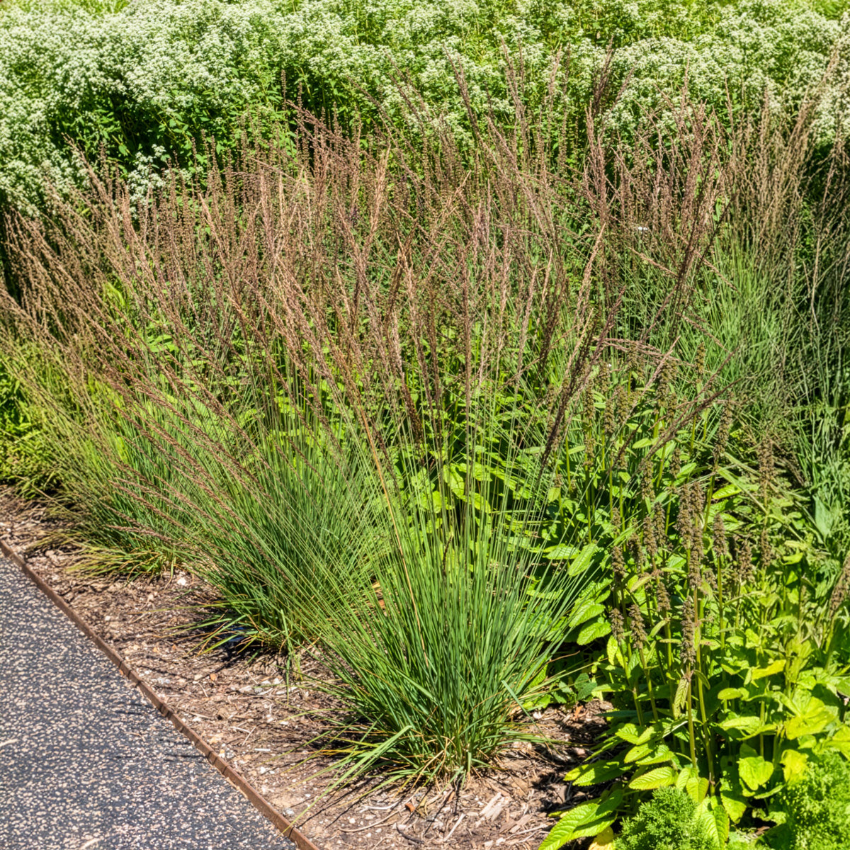 Molinia caerulea Edith Dudszus - Molinie bleue Edith Dudszus - Molinie