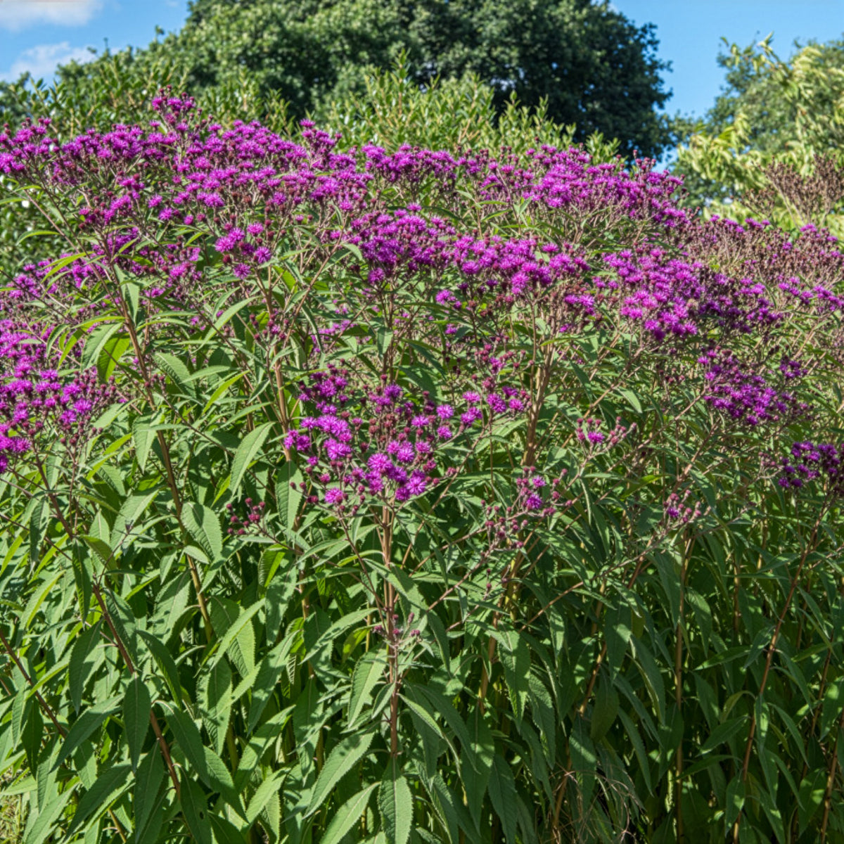 Vernonie - Vernonia crinita - Bakker
