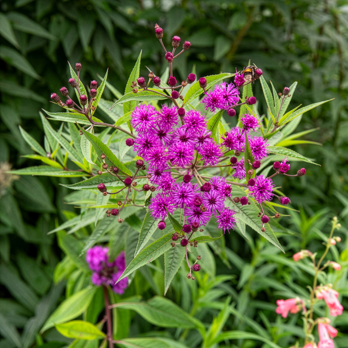 Plantes sauvages jardin - Vernonie - Vernonia crinita