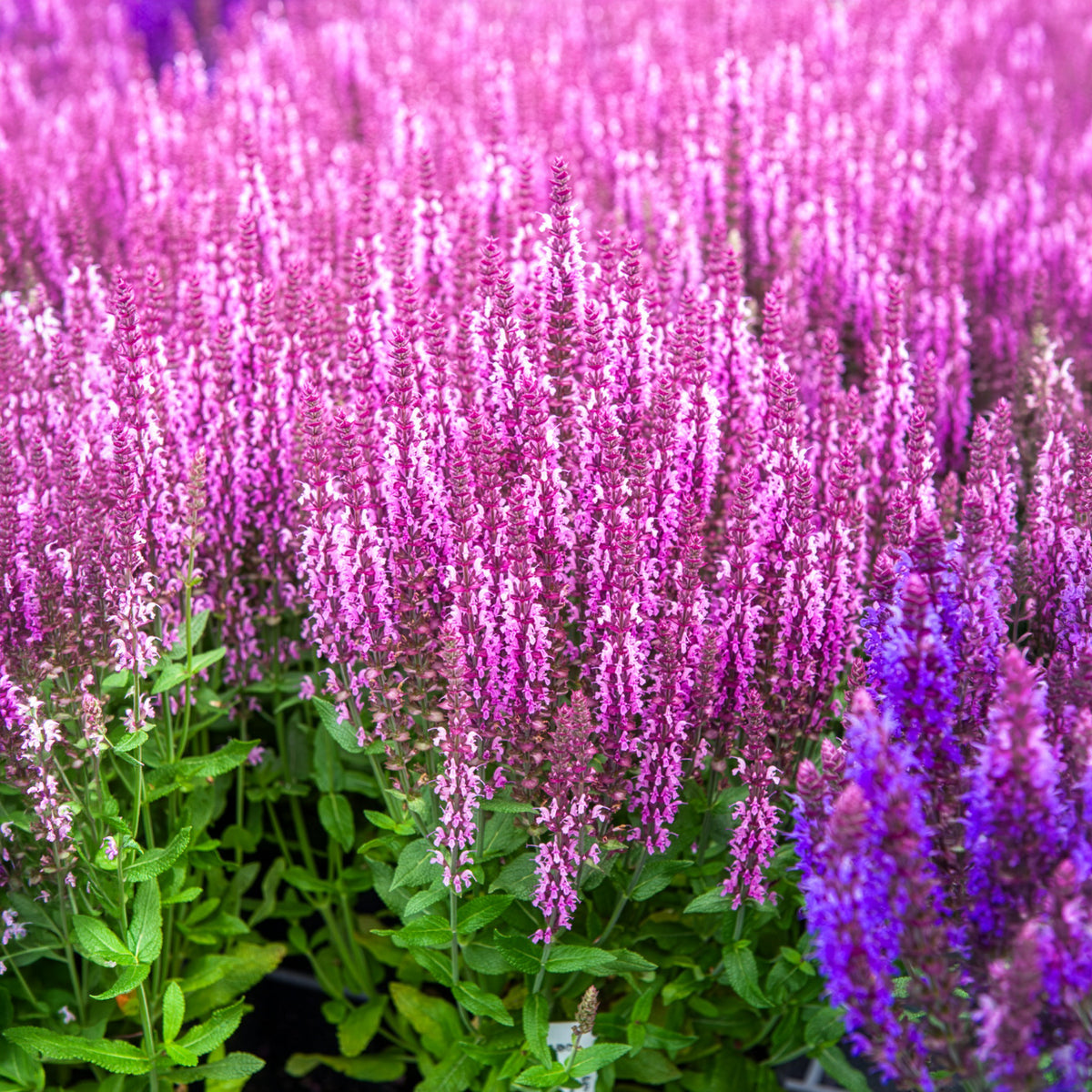 Sauge des bois rose clair - Bakker